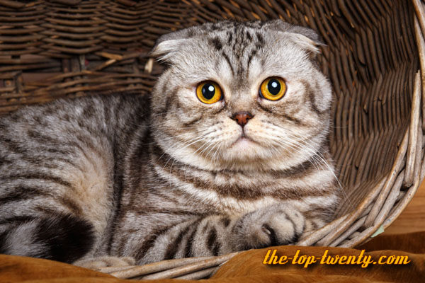 Scottish Fold cat